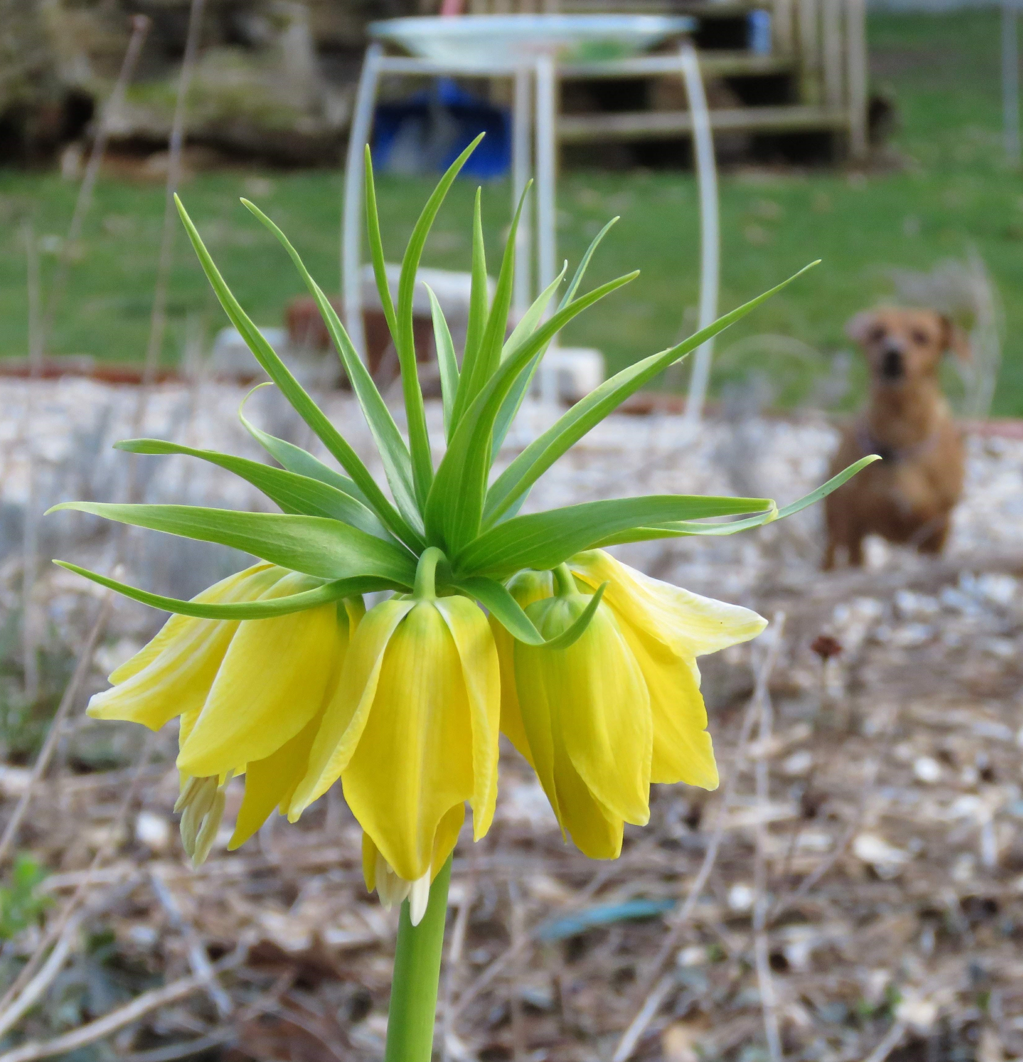 Smart gardening with deer Deerresistant bulbs to plant in fall